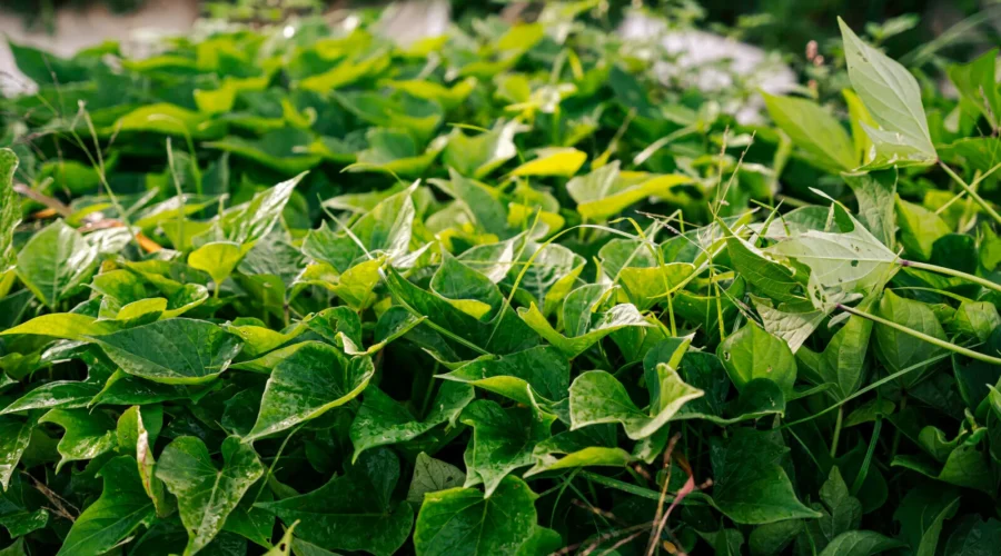 Quick Rescue: The 10 Best Tow Truck Companies in Athens Neighborhoods