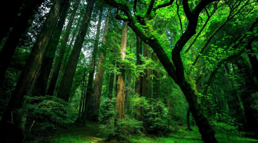 Green Bay’s Top 10 Tow Trucks for City and Suburban Drivers