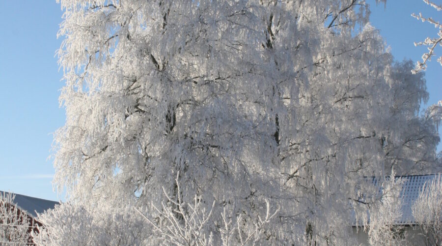 Winter Haven’s 10 Best Tow Trucks You Can Depend On Anytime