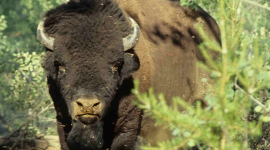 Buffalo’s 10 Best Tow Trucks for Winter and City Roadside Help