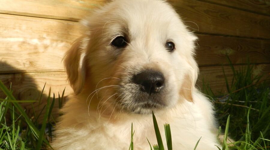 Golden’s 10 Most Reliable Tow Truck Services for Local Drivers