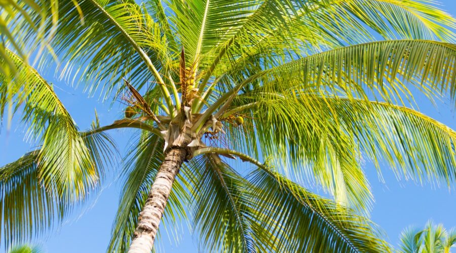 Palm Springs’ 10 Best Shake Shacks for Retro Vibes and Great Taste